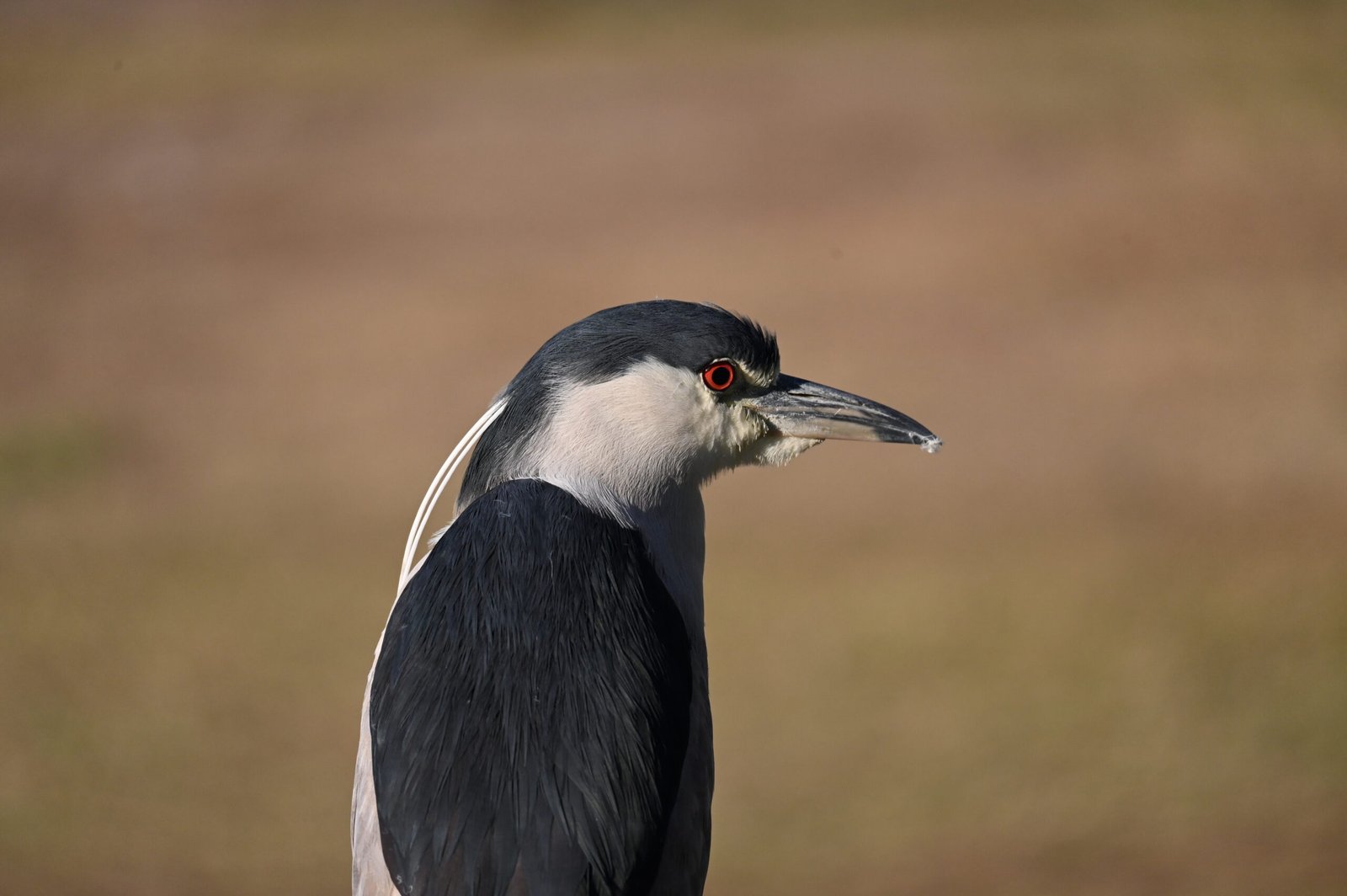 DSC 3608-1