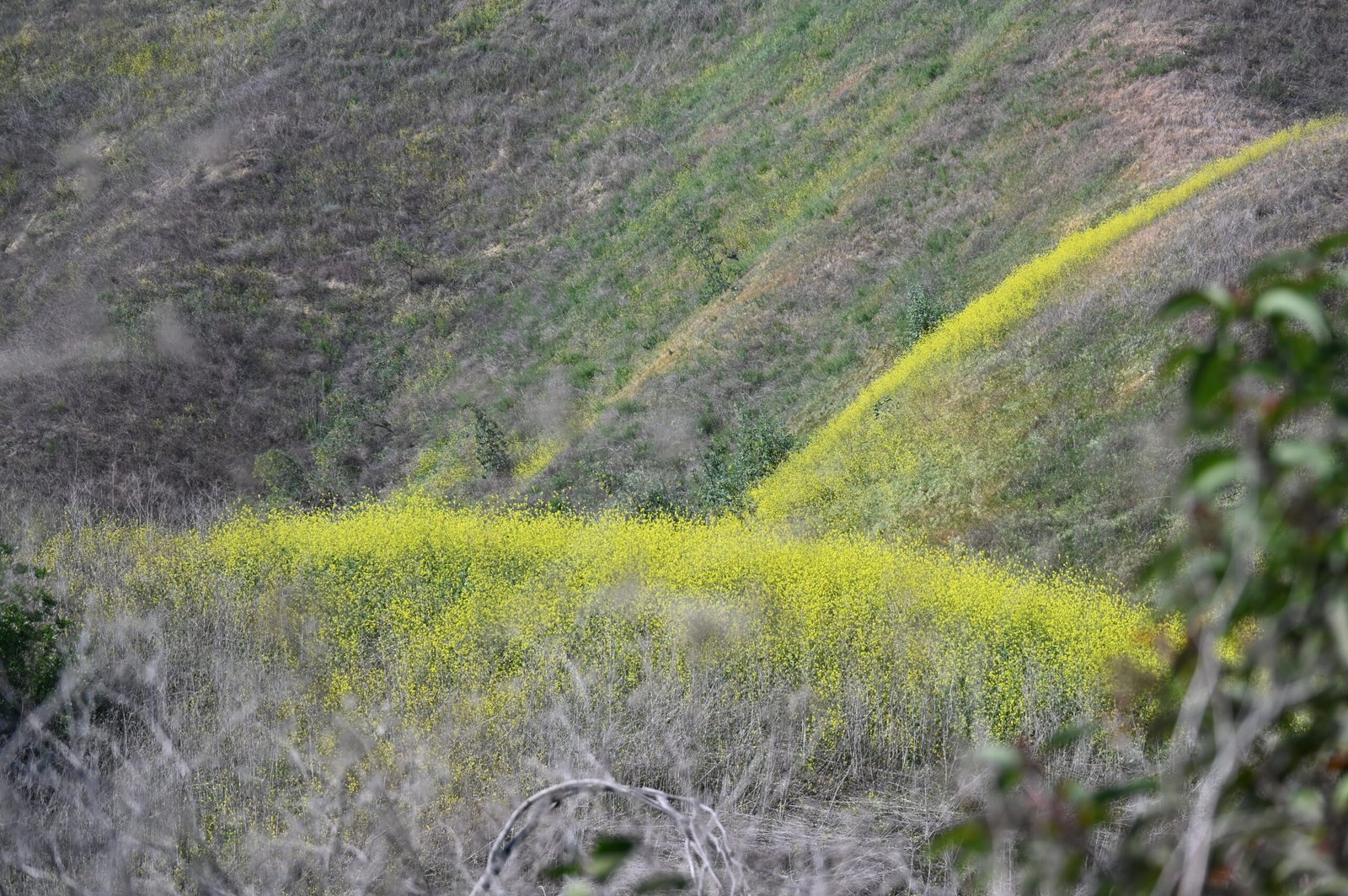 DSC 7004